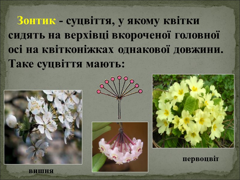 Зонтик - суцвіття, у якому квітки сидять на верхівці вкороченої головної осі на квітконіжках